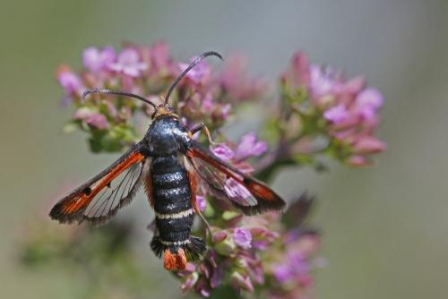 Réf. 185 732 : Pyropteron chrysidiformis